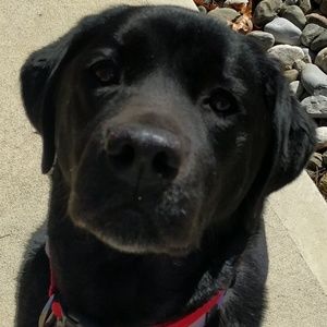 Meet your Posher, Hank